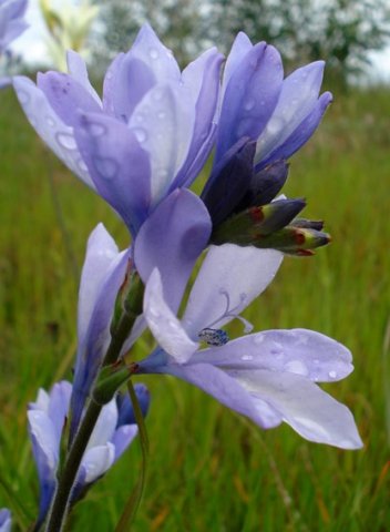 Babiana bainesii flowers